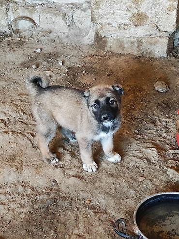 jersey cinsi: Volkadav erkey təcili pul lazımdır deyə Balaca it balası – qısa — 1