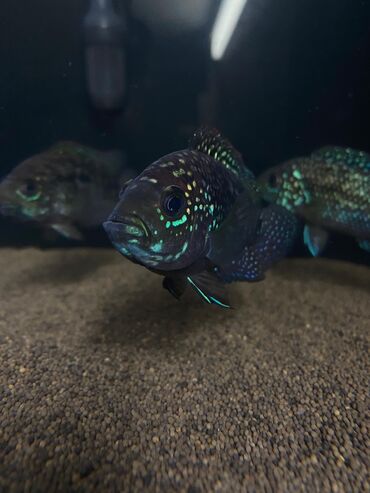 Аквариумы: Green Aqua — рыбки и растения для аквариума 🐟🌿 ▪️ Пресноводные рыбки и — 18