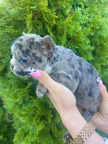 Psi: Odgajivacnica "Happy Puppies" ima u ponudi prelepe stence francuski na lalafo.rs — 5 Psi: Odgajivacnica "Happy Puppies" ima u ponudi prelepe stence francuski — 5