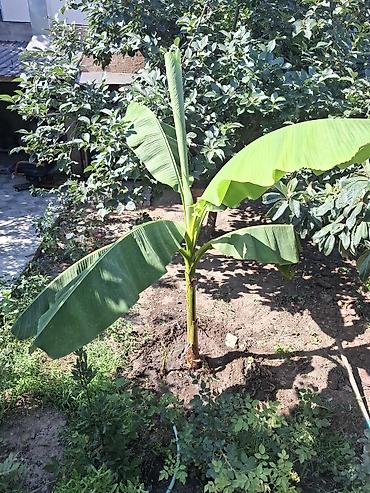 xoruz otu bitkisi: Banana ağacı (bar veren sort)– bağ üçün dekorativ bitki Bitki hazır — 3