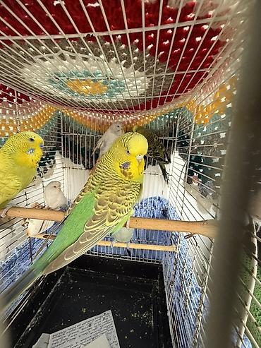 heyvanlar quslar: 1.5 illik Çex quşlar Temiz qan çrx quşlardır ve cute hazirdir — 7