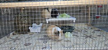 heyvan yemi: Dovşancıq/qravçik (guinea pig) üçün tam avadanlıqlı qəfəs dəsti — 5