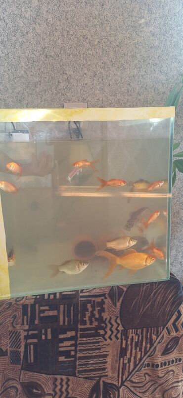 Akvariumlar: Dördbucaq akvarium, Balıqlarla birlikdə, 64 l, Ünvandan götürmə — 1