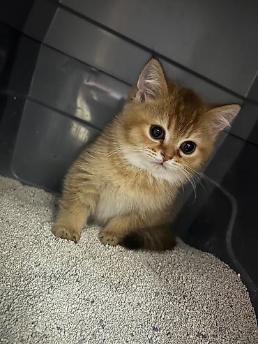 Britan, Dişi