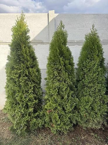 krasula cena: TUJE SMARAGD 100CM | Na prodaju tuje smaragd na stanju 50 komada, za — 1