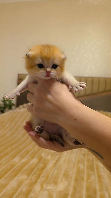 Pişiklər: Şotland, Erkək, Dişi, Yaxşı əllərə, Ünvandan götürmə, Pulsuz çatdırılma, Ödənişli çatdırılma — 8