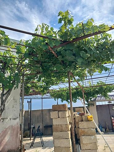 Həyət evləri və villaların satışı: Nardaran qəs. 3 otaqlı, 3 kv. m, Kredit yoxdur, Orta təmir — 13
