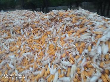 Животные: Продаю кукуруза 🌽 Пионер сухой,1кг по 13сом адрес КАРА Балта,40тонна — 3
