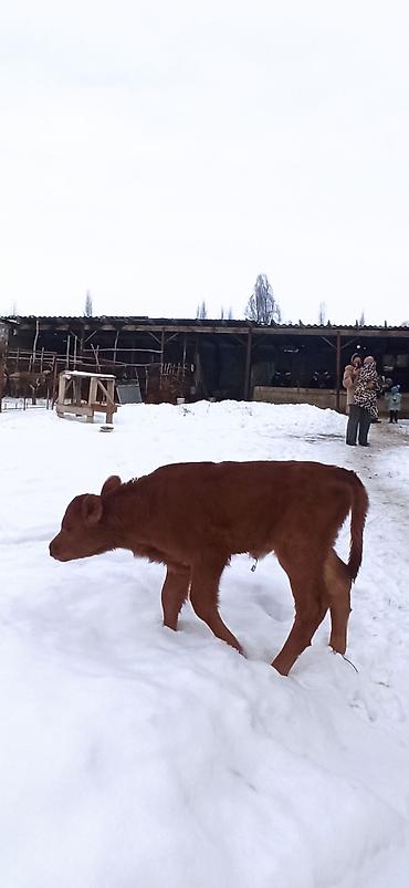 Коровы, быки: Продаю | Тёлка, Музоо, торпок | Для разведения, Для молока | Искусственник — 11