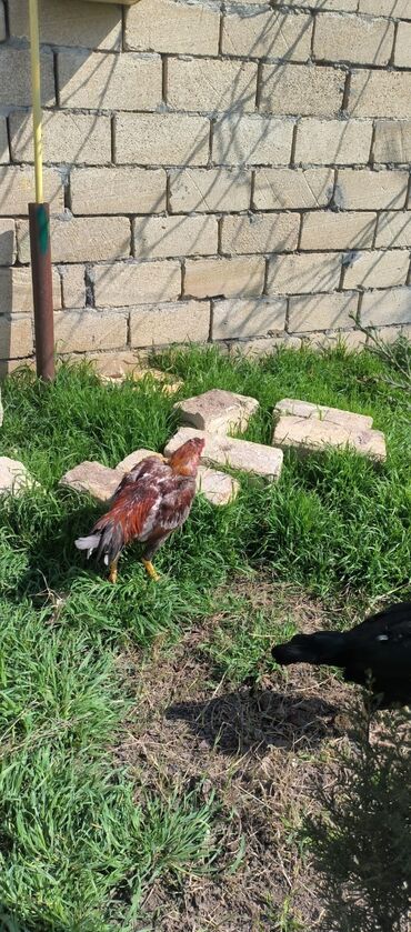 quslar: Salam qardaslar bece 10 Ayn hele taamam deyil bir defe udub maşallah