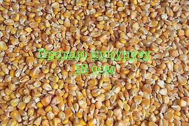 кукуруза зерно: Кукуруза (зерно) Продаю кукурузу оптом 30+ тонн По 18 сомов Адрес — 1