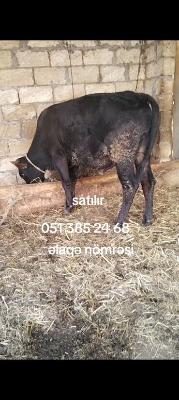 Otaq bitkiləri: İşlənmiş, Divan-yelləncək, Zontiksiz, Dəri