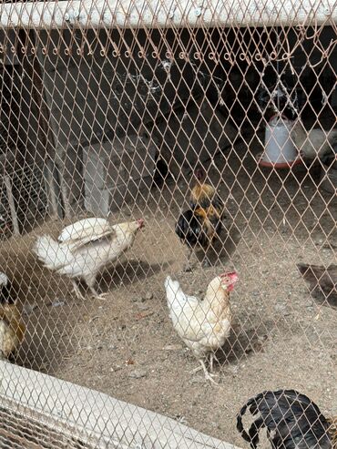 где купить цыплят несушек в бишкеке: Продам 10 штук несушек, несутся каждый день
