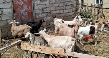 Inəklər, öküzlər: Dişi, Zanen, il: 1, 50 kq, Damazlıq, Südlük, Ətlik, Ünvandan götürmə