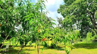 Bağ evlərinin satışı: Qəbələ, 170 kv. m, 6 otaqlı, Qaz, İşıq, Su — 6