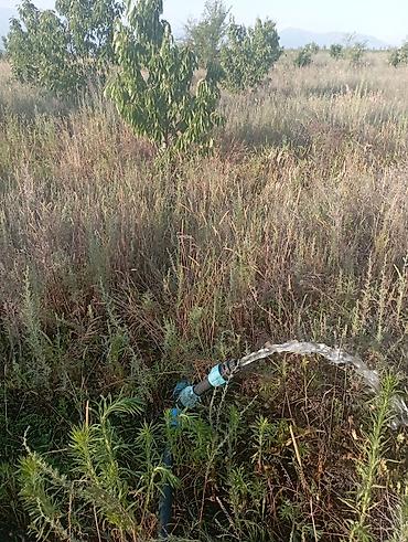 Другие товары для дома и сада: Продаю сад черешня 350шт. персик поздний 60 шт. территория 1,26га — 7