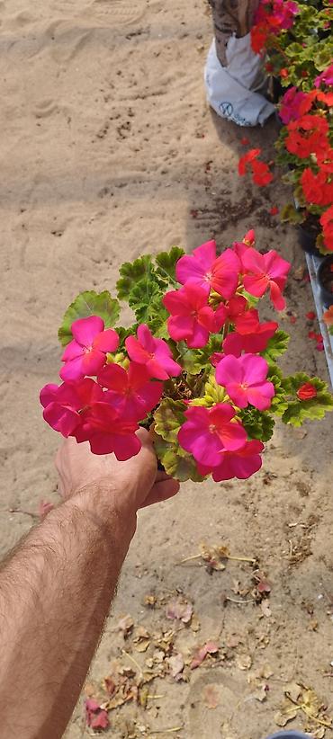 Otaq bitkiləri: Geran zonali Topdan və pərakəndə satış 🌹Hər növ sərfəli dekorativ — 3
