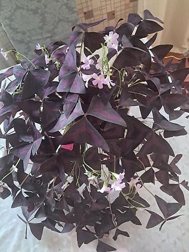 sakura agaci satisi: Ev dibçəyi 25 — 7