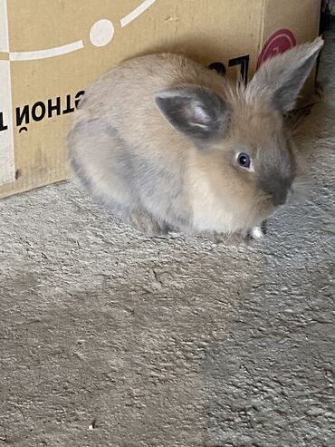 кролик: Продаю декоративного кролика, вместе с клеткой
