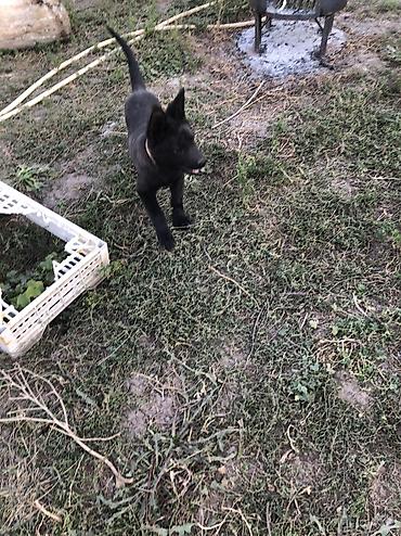 Продажа собак: Колли, 2 месяца, Самец — 2