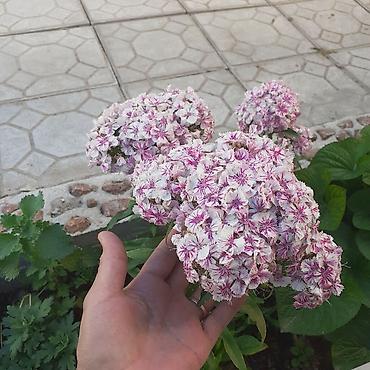 ковры бишкек цена: Продаю рассады турецкой гвоздики многолетней — 8