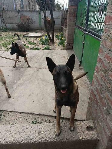 Psi: Belgijski ovčar MALINOA štenci Stenci 6 meseci stari, dva muska i na lalafo.rs — 3 Psi: Belgijski ovčar MALINOA štenci Stenci 6 meseci stari, dva muska i — 3