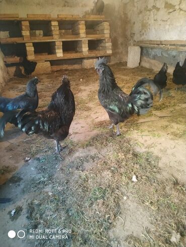 jersey inek satışı: Xoruz, il: 1, Ünvandan götürmə