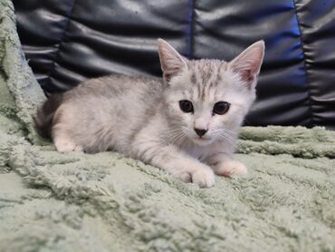котята британские: Котята, короткошёрстные, домашние. Несколько окрасов на выбор: -