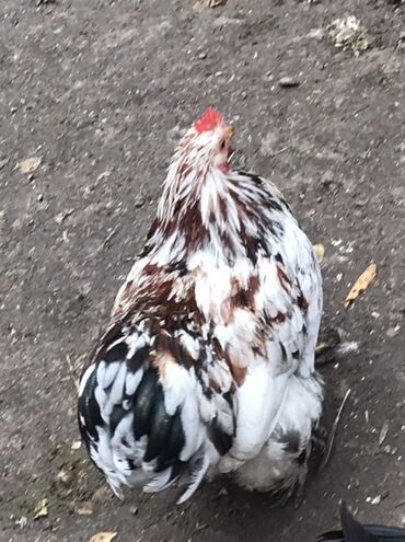 Toyuqlar: Toyuq, Damazlıq — 8