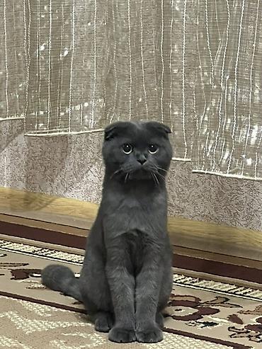 scottish fold satilir: Şotland yastı qulaq — 3