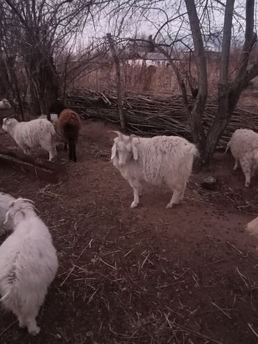Козы, козлы: Продаю | Козёл (самец) | На забой — 4