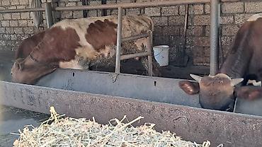 südlük inək cinsləri: Iki baş 10 aylıq cins erkək dana satılır diri çəkisi hərəsinin 270kq — 10