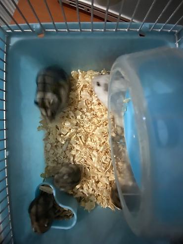 Gəmiricilər: Dwarf hamsterlər – ev heyvanı - Cırtdan/dwarf hamsterlər (bir neçə -da lalafo.az — 2 Gəmiricilər: Dwarf hamsterlər – ev heyvanı - Cırtdan/dwarf hamsterlər (bir neçə — 2