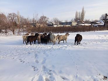 Козы, козлы: Продаю | Коза (самка), Козёл (самец), Козлёнок | Полукровка, Нубийская, Битал | На забой, Для разведения | Племенные, Осеменитель — 3