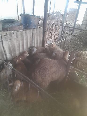 Qoyunlar, qoçlar: Qoyun və quzu sürüsü - Növlər: müxtəlif rəngli yerli ətlik-yunlu — 3