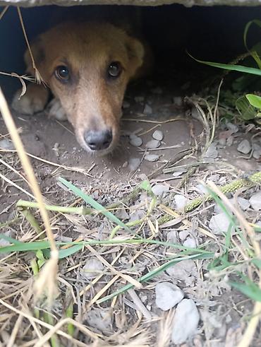 товары для кошек: Собака даром: Дворняжка, 5 месяцев, Самка — 1