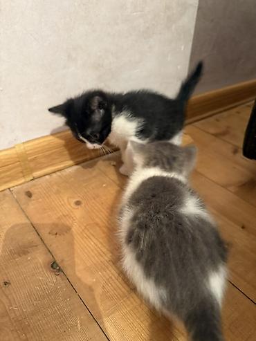 Pişiklər: Erkək, Dişi, Yaxşı əllərə — 9