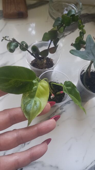 Bitkilər: 3 sort gül satılır. filodendron variqat burle maxs,filodendron