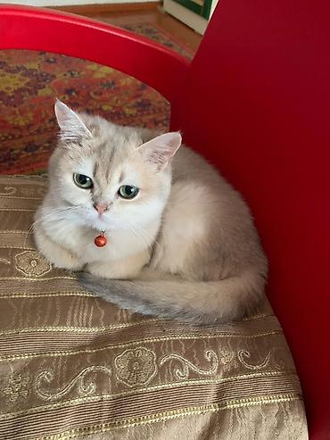 шиншилла кот: Золотая шиншилла, Самка — 1