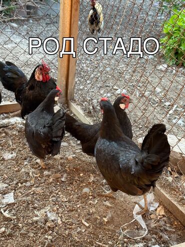 Куры, петухи: Продаю подрощенных цыплят Чёрной Бетнамки! Количество 10 штук! Всех
