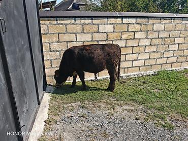 Телята: Məhsul: Erkək danalar (2 baş) 8 aylıq danalardı, cavan inekle — 4