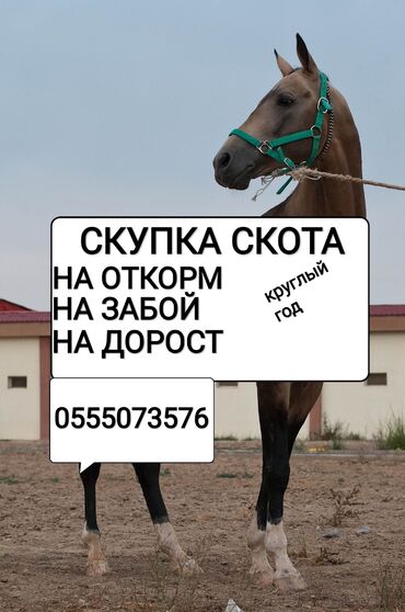 продажа лошадей в кыргызстане: Куплю | Коровы, быки, Лошади, кони | Круглосуточно, Любое состояние, Забитый