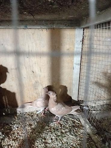 quş: Sari balar 5 ededi riyal alci narhat elsin 5sde kekldi qesde gozderi — 1