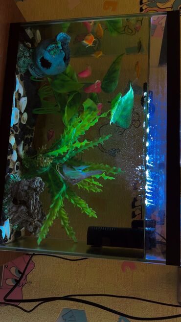 Akvarium aksessuar və ləvazimatları: Aqvaryum tam şəkildə hazırdır, 9 dənə canlı və tam sağlam balıq