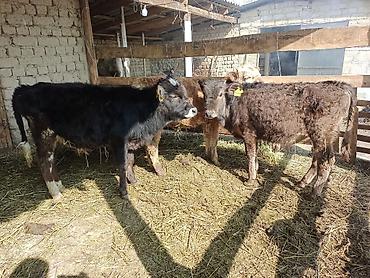 Коровы, быки: Продаю | Бык (самец) | На откорм | Привязанные — 8