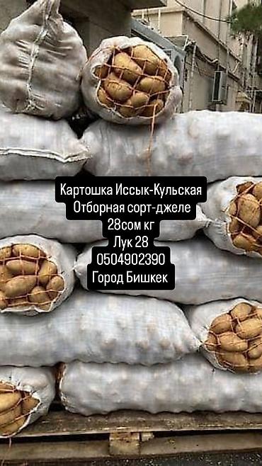 Картошка Джелли, Оптом