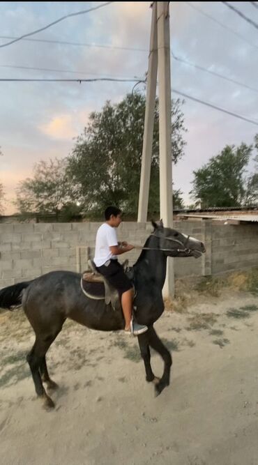 продажа щенков немецкой овчарки в бишкеке с документами: Продаю | Жеребец | Конный спорт