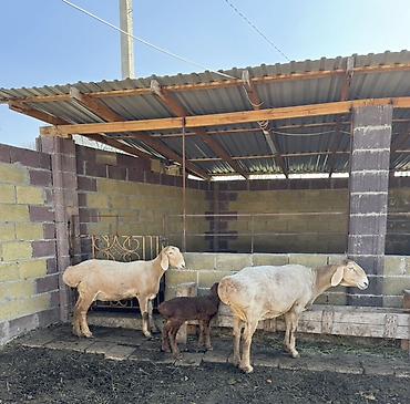 Баран, овца: Продаю | Овца (самка) | Арашан | Для разведения | Матка — 1