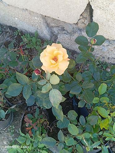 гул апа: Satış: qızılgül və sardunya (zonal pelargonium) saksı bitkiləri - — 9