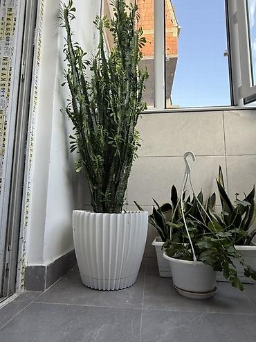 banu cicek sadliq evi: Böyük ölçülü dekorativ sukulent/kaktus tipli dibçək bitkisi — 1